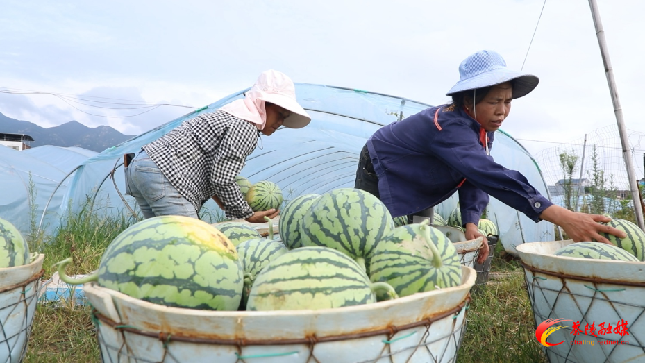 “美都”西瓜迎丰收 开启夏日甜蜜盛宴
