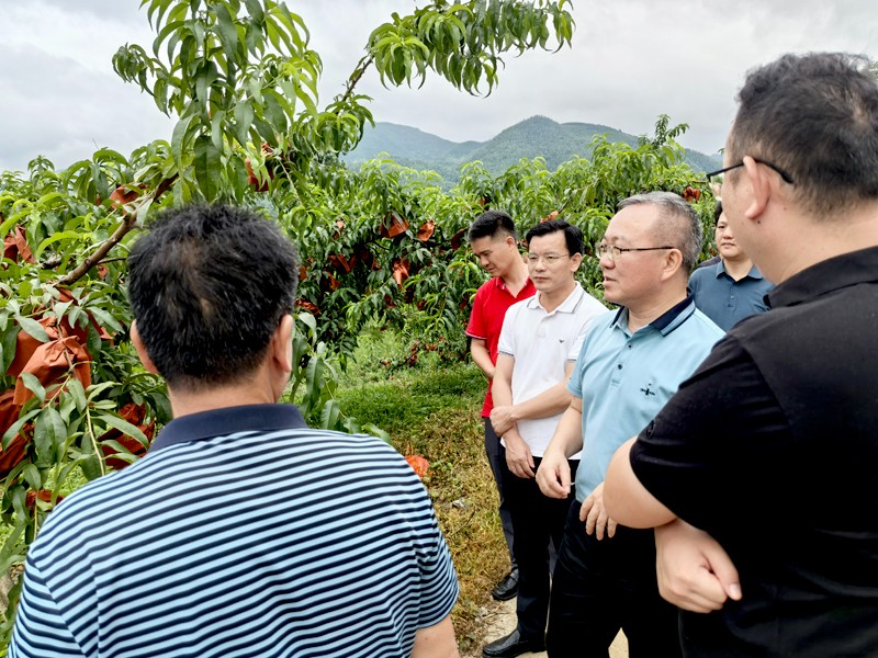 杨胜跃副市长一行赴攸县鸾山镇江冲村调研乡村振兴工作
