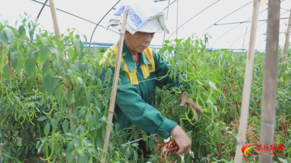 【画卷•乡村振兴】严塘镇：大棚种出“红日子” “椒”香四溢产业兴