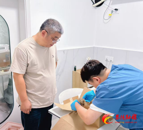 暖心！茶陵县救助“小刺球”，助国家“三有”保护动物重归自然