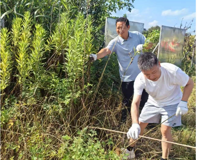 天元区10部门联手“斩黄” 合力清除“生态杀手”一枝黄花