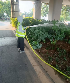 芦淞城管：全力抗旱保苗  守护城市绿意