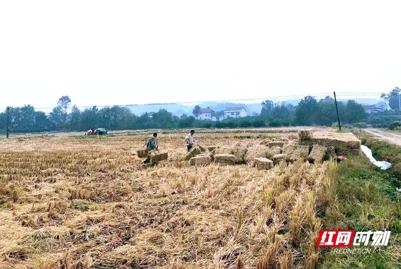 小秸秆，大用途！湖南推进秸秆综合利用十问十答