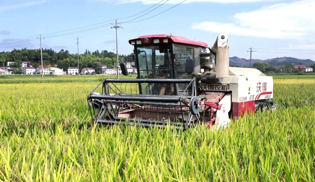 柏连阳赴“再生稻高产高效生产技术集成与示范”项目千亩示范片参与现场测产验收