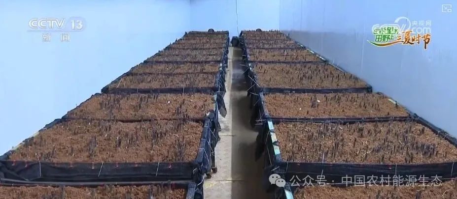 90秒解锁秸秆"点草成金，变废为宝" 科普"三夏"新知