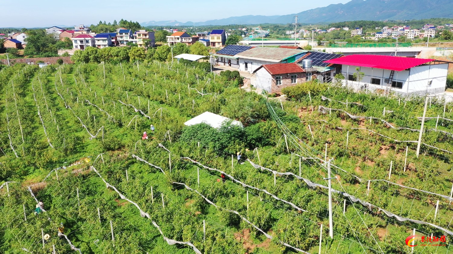 枣市镇：硕果累累枣飘香 “甜蜜”产业采摘忙