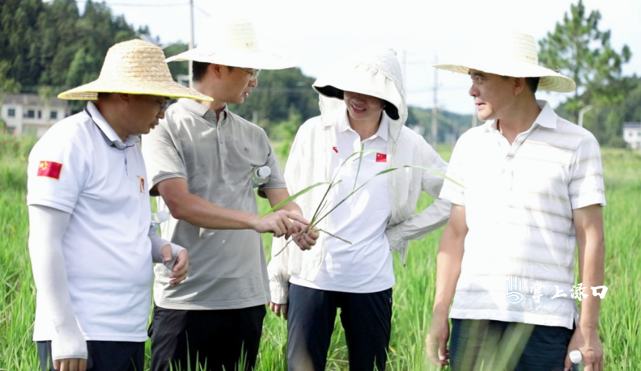 柏连阳赴“再生稻高产高效生产技术集成与示范”项目千亩示范片参与现场测产验收