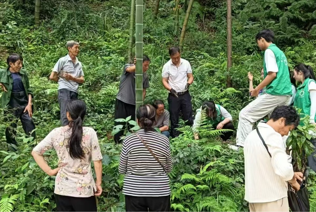 第九批非遗项目炎陵天麻制作技艺迎来中南林业科技大学暑期青年科技团队