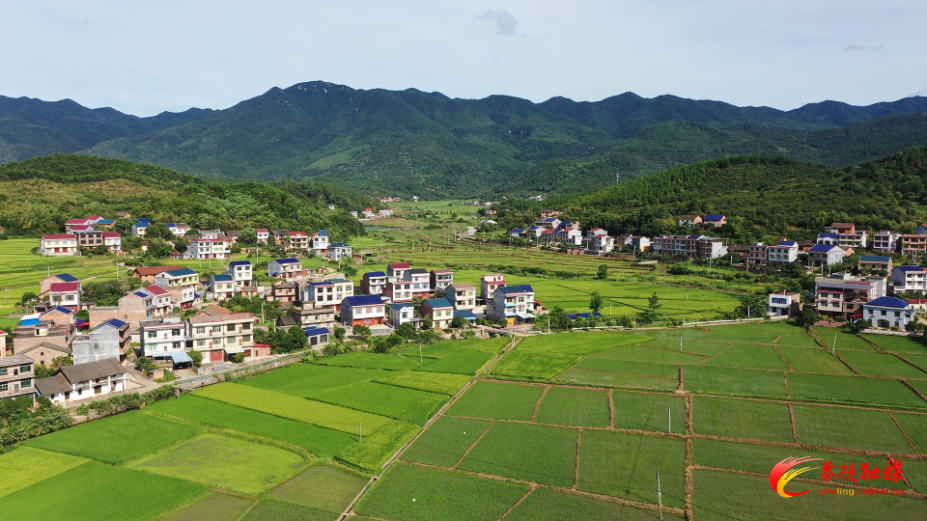 【画卷•乡村振兴】曹柏村：产业旺生态美 绘就乡村振兴新画卷