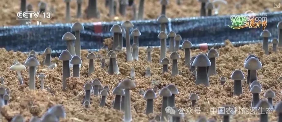 90秒解锁秸秆"点草成金，变废为宝" 科普"三夏"新知