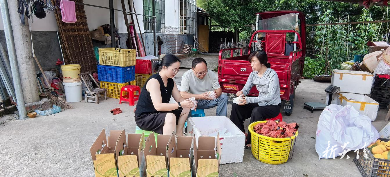 霞阳镇：金秋采桃乐 工会助振兴