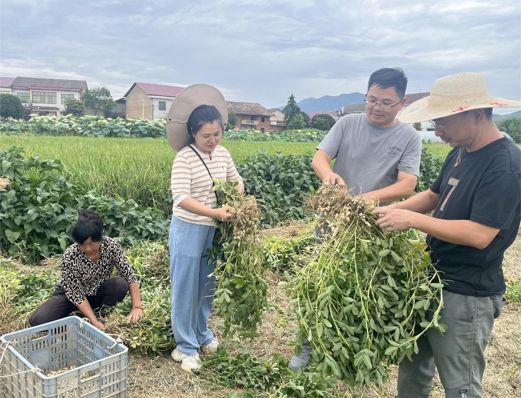 醴陵：夏花生喜获丰收