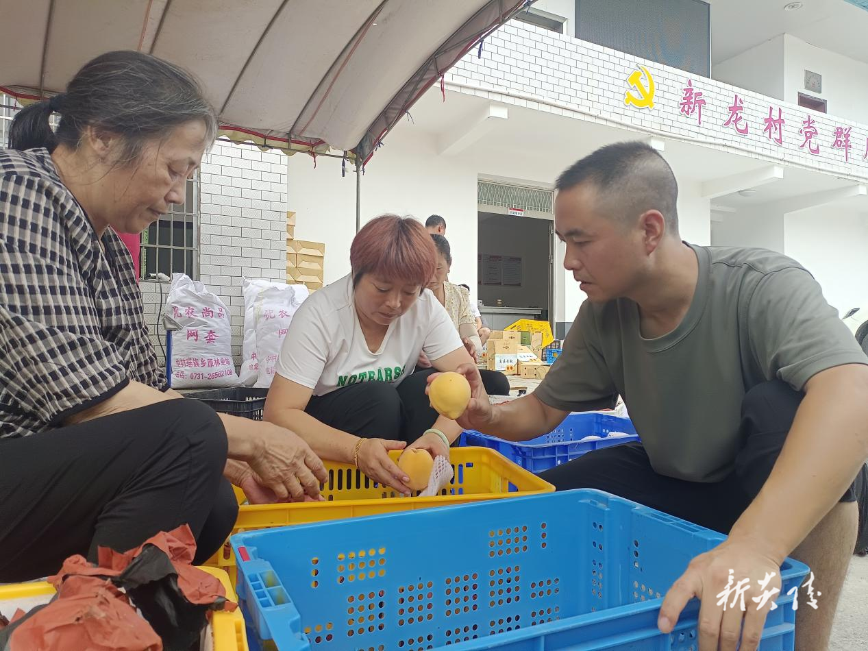 十都镇：党建引领“云”上发力，激活乡村振兴新动能