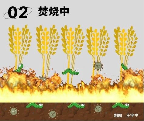 烧秸秆能除病虫害、增肥土壤，干嘛不让烧？