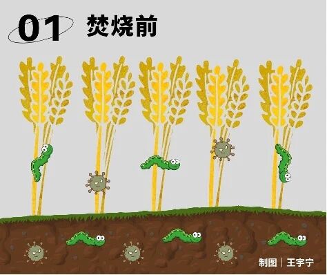 烧秸秆能除病虫害、增肥土壤，干嘛不让烧？