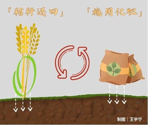 烧秸秆能除病虫害、增肥土壤，干嘛不让烧？