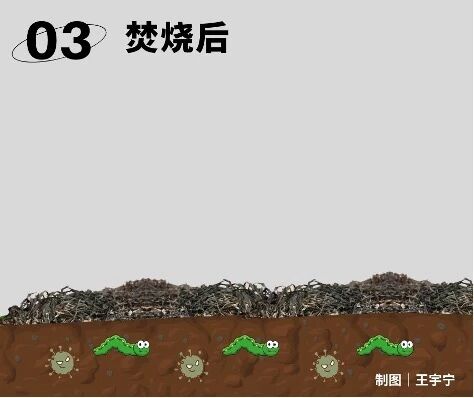 烧秸秆能除病虫害、增肥土壤，干嘛不让烧？