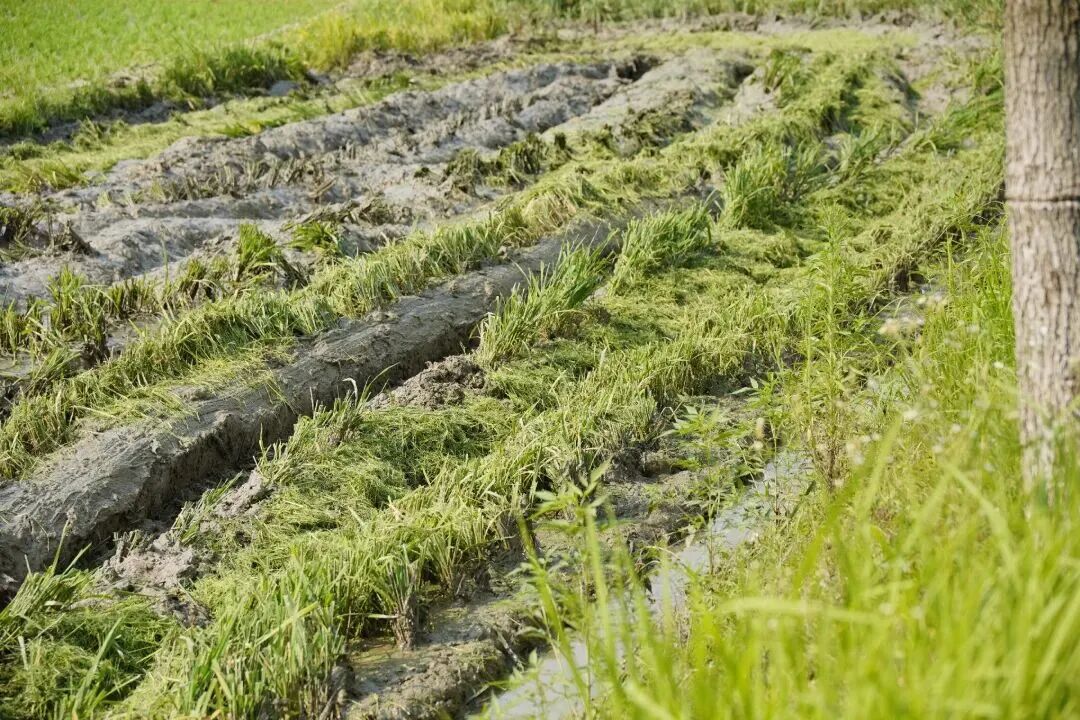 秸秆处理，国外难不难？