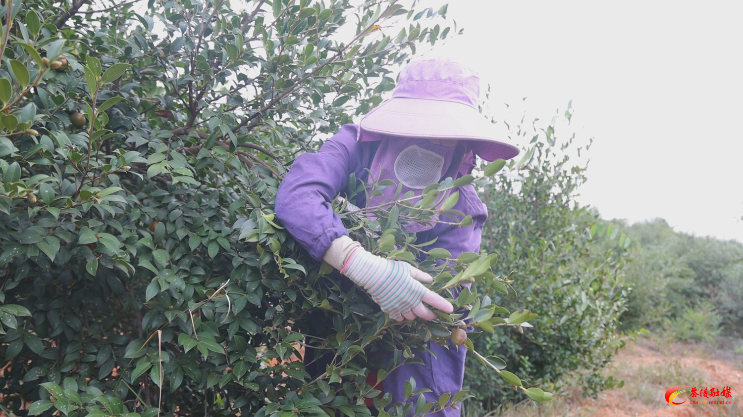 茶陵：霜染油茶枝 金果迎丰年