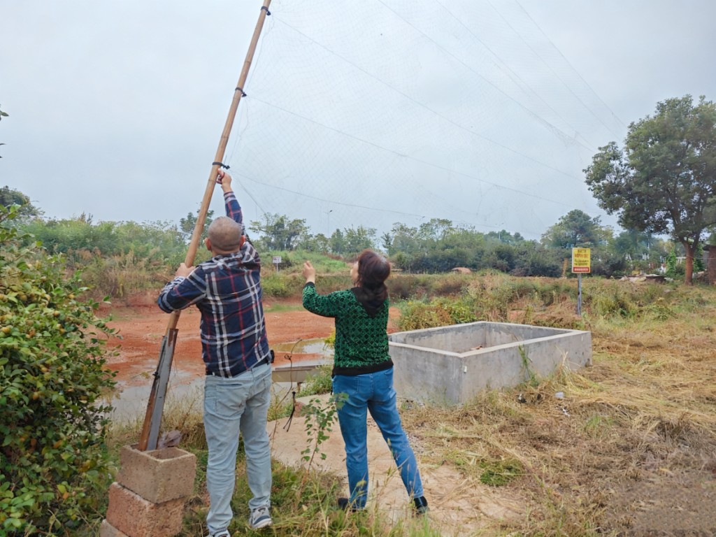 天元区林业局快速拆除城区非法捕鸟网 筑牢野生动物保护红线