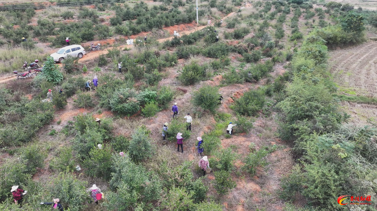 茶陵：霜染油茶枝 金果迎丰年