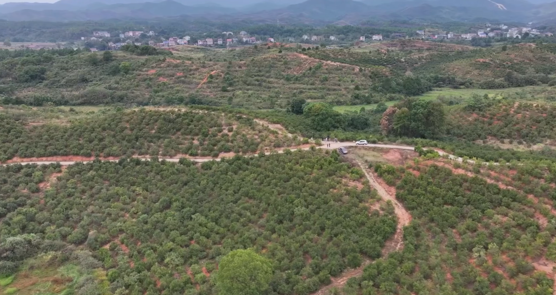 朱毅强主持召开茶陵县两茶产业发展座谈会