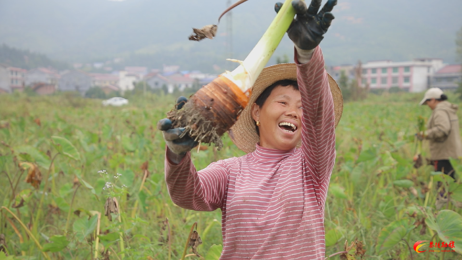 【画卷•乡村振兴】腰潞镇：秋色正浓芋飘香 绘就醉美丰收图