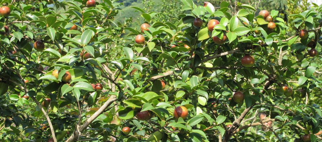 朱毅强主持召开茶陵县两茶产业发展座谈会