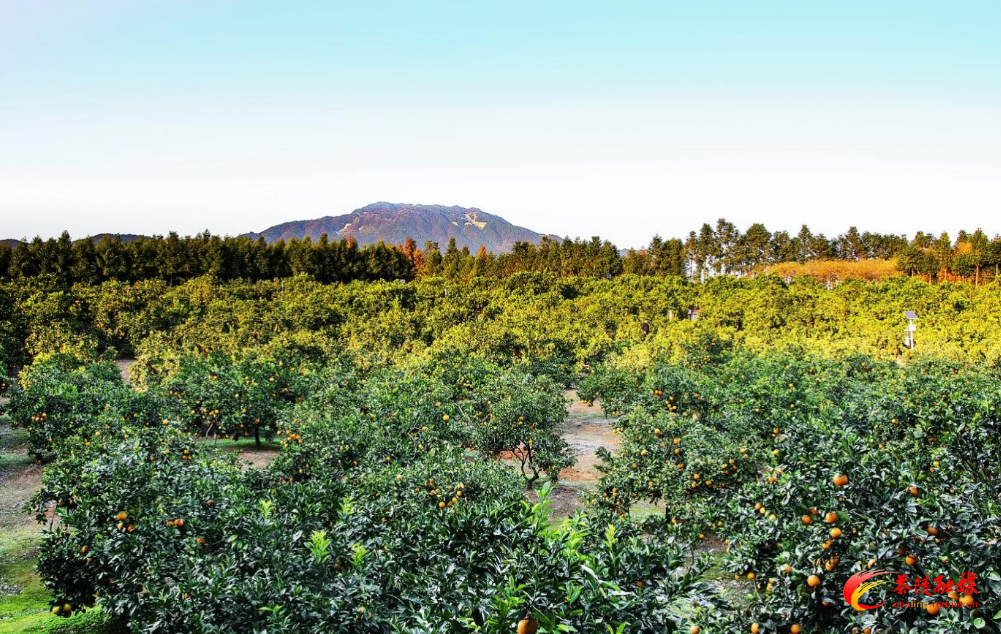 茶陵：着力培育“绿色产业” 助推乡村振兴战略