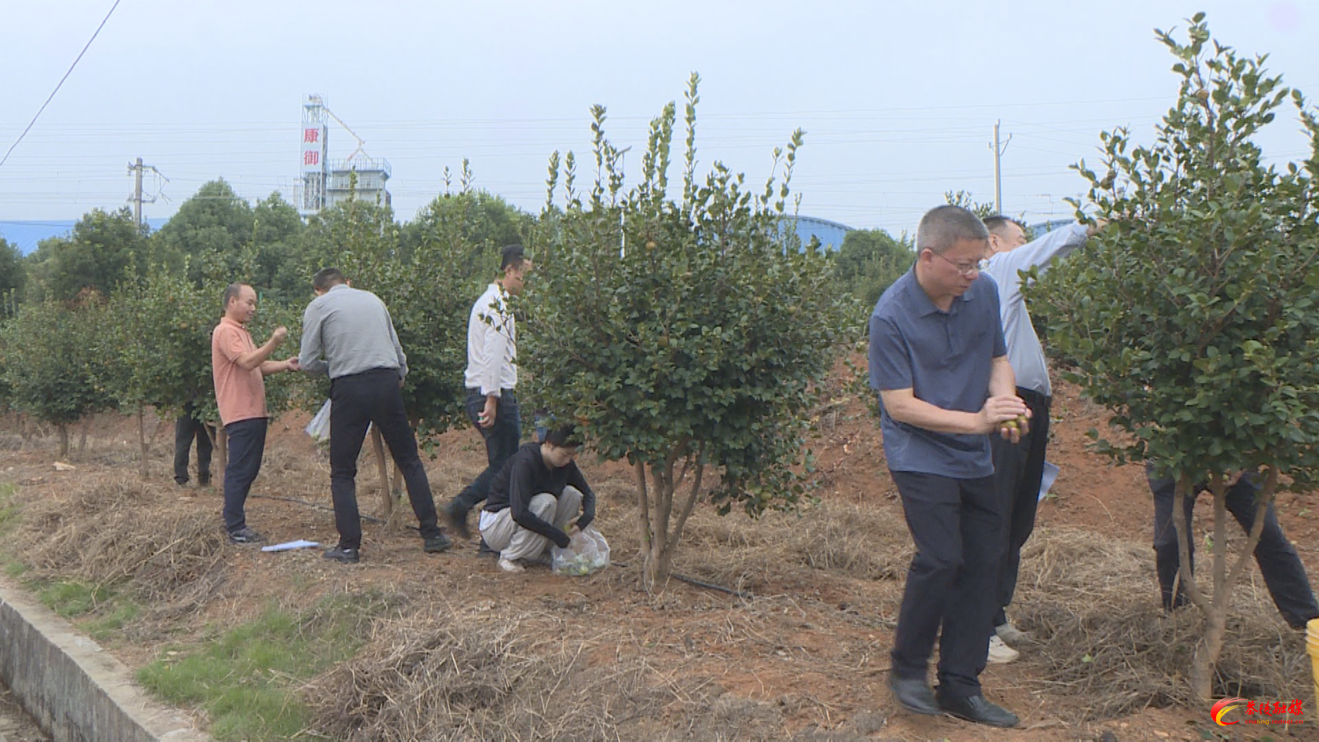 省专家组来茶开展油茶科技推广项目测产验收