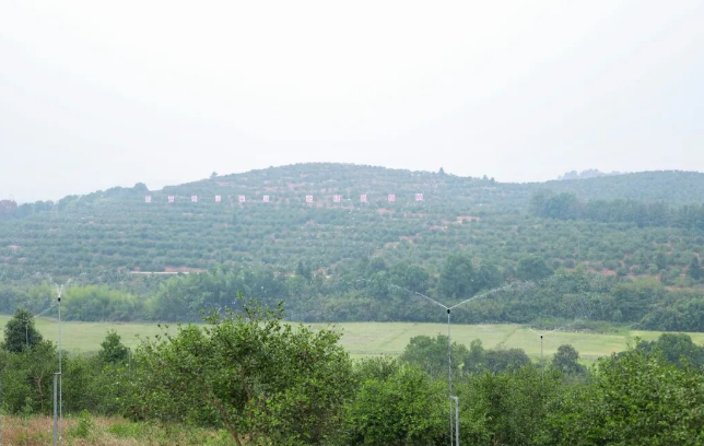 第二届湖南油茶节在攸县开幕