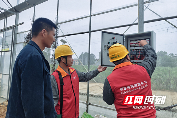 国网株洲渌口区供电公司助力“王十万黄辣椒”产业红火