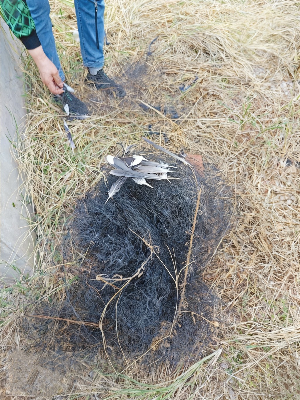 天元区林业局快速拆除城区非法捕鸟网 筑牢野生动物保护红线