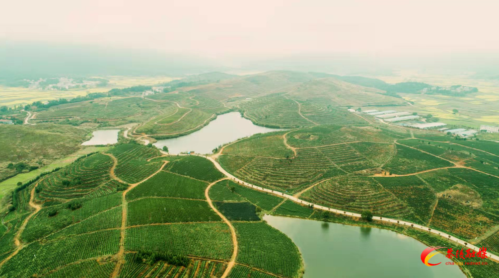 茶陵：着力培育“绿色产业” 助推乡村振兴战略