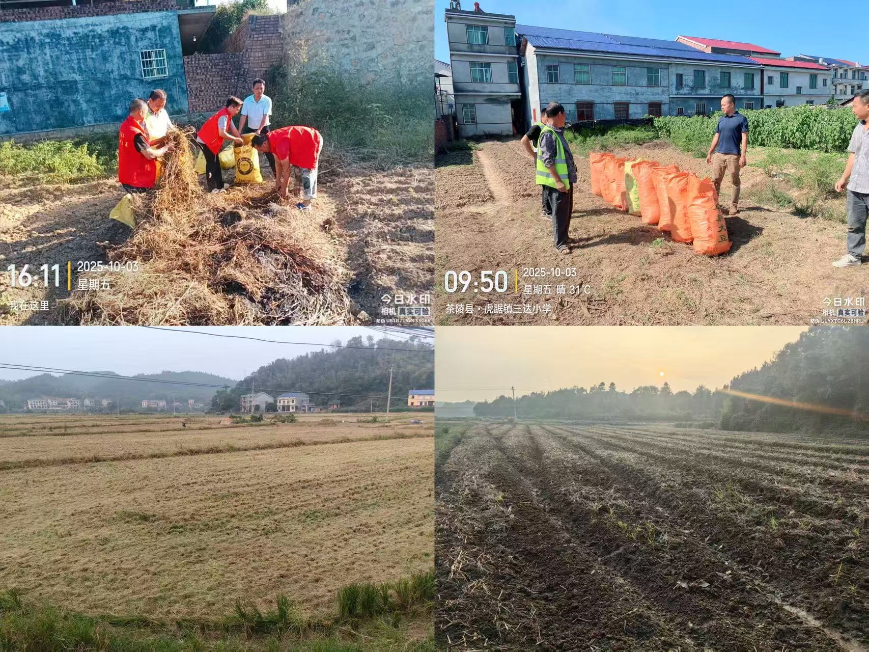 虎踞镇：“秸” 尽全力护生态 防患未 “燃” 促双赢