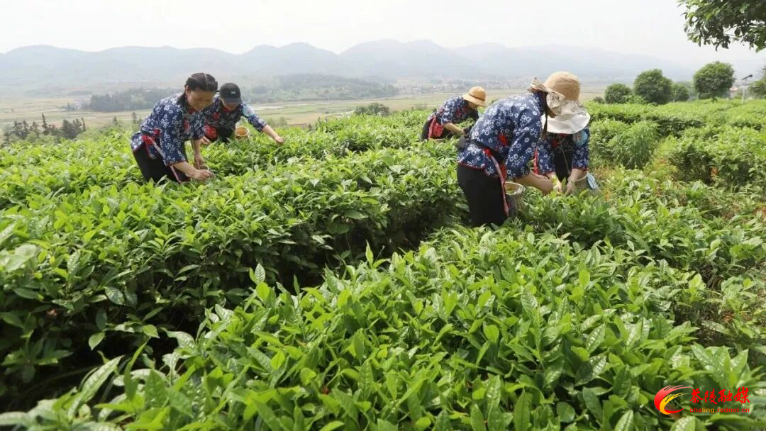 朱毅强主持召开茶陵县两茶产业发展座谈会