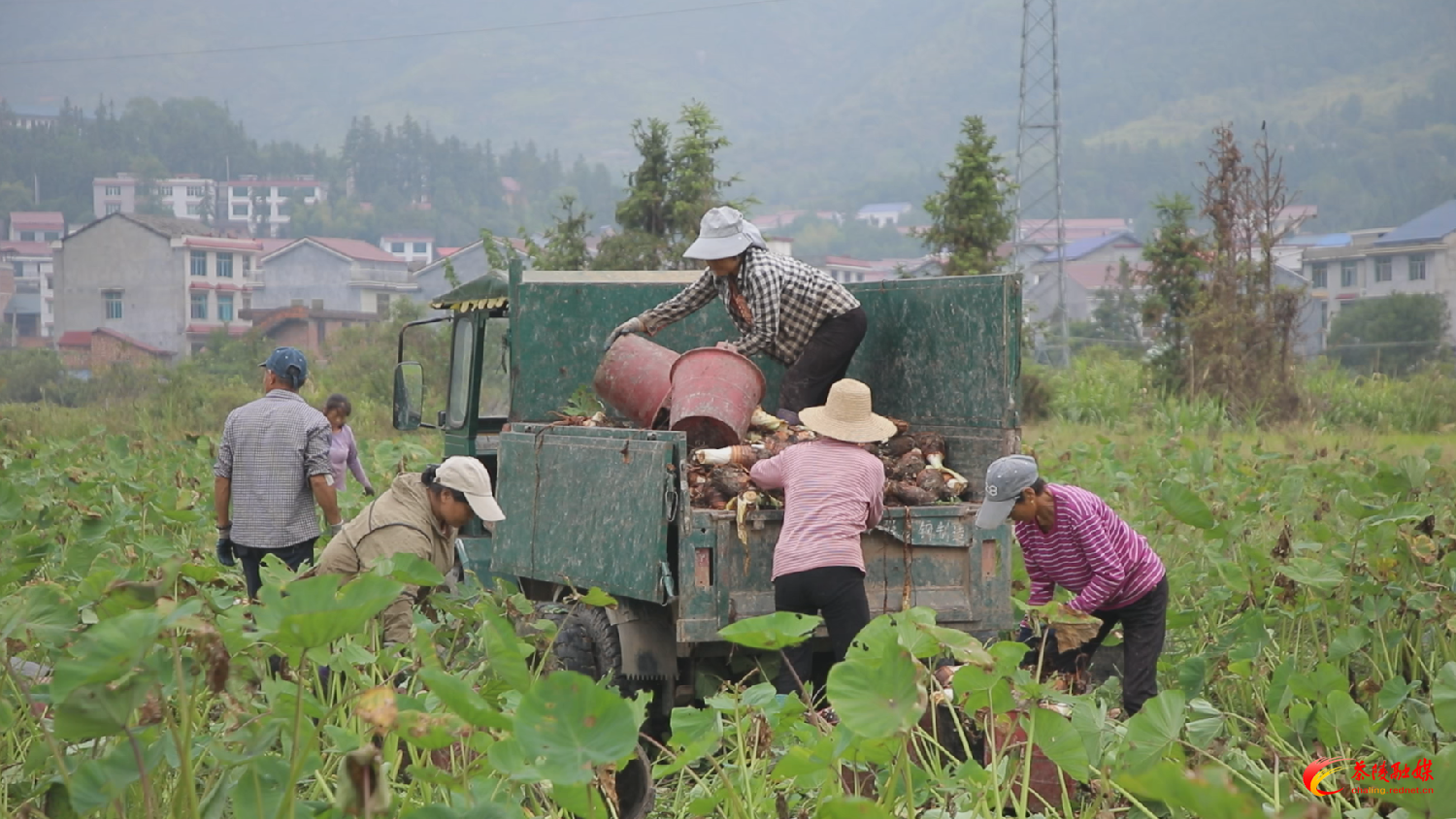 【画卷•乡村振兴】腰潞镇：秋色正浓芋飘香 绘就醉美丰收图
