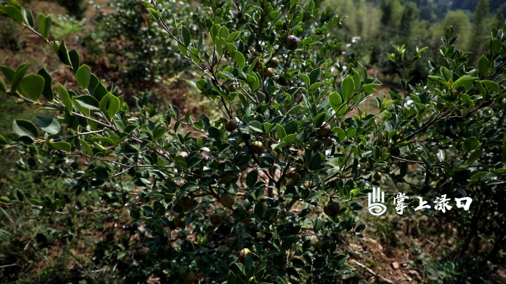 渌口区万亩油茶水肥一体化项目开工建设