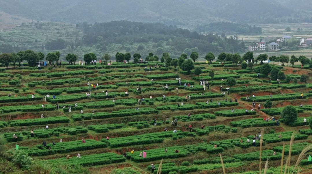 朱毅强主持召开茶陵县两茶产业发展座谈会