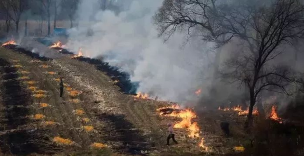 农民伯伯们，听我一句劝！别烧秸秆！