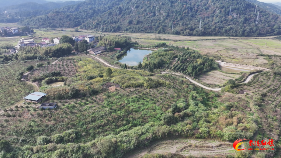 【画卷•乡村振兴】秩堂镇毗塘村：百亩脐橙迎丰收