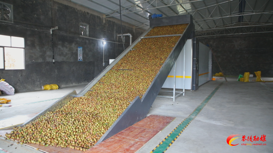 24小时脱壳10吨油茶果 省时省力又省心