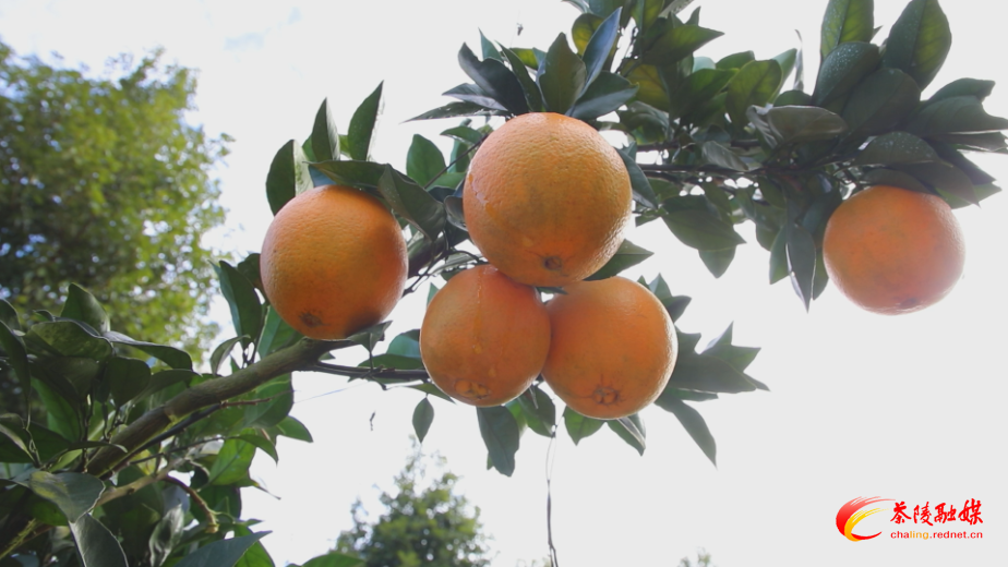 【画卷•乡村振兴】秩堂镇毗塘村：百亩脐橙迎丰收