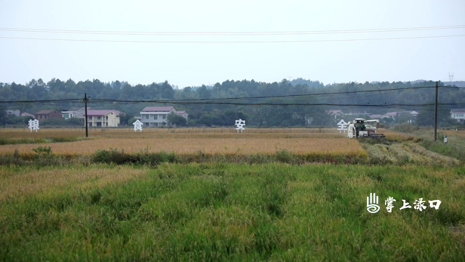 李晓彤调研晚稻低茬收割工作