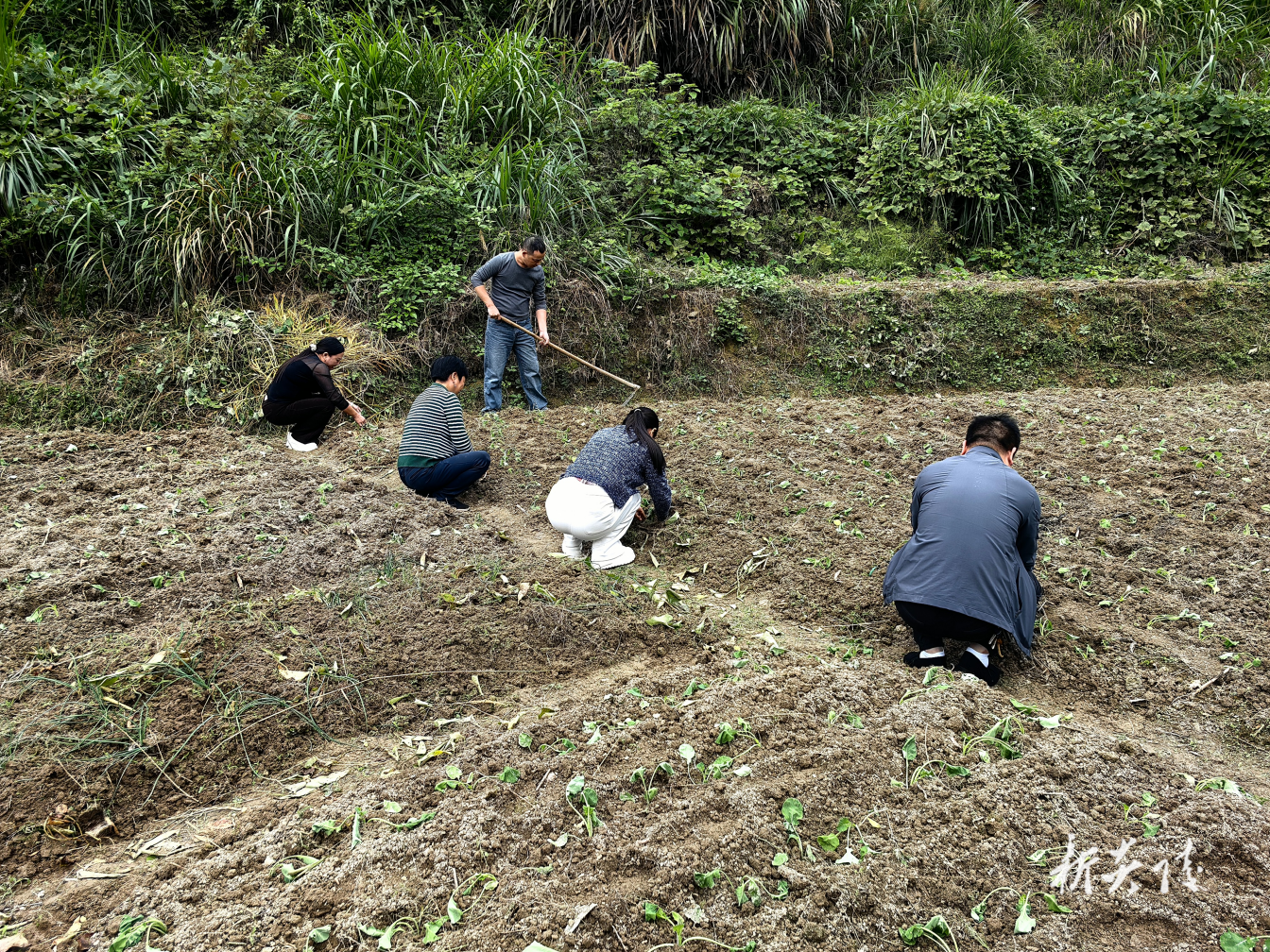 鹿原镇：抢收助耕解民忧 暖心帮扶润民心