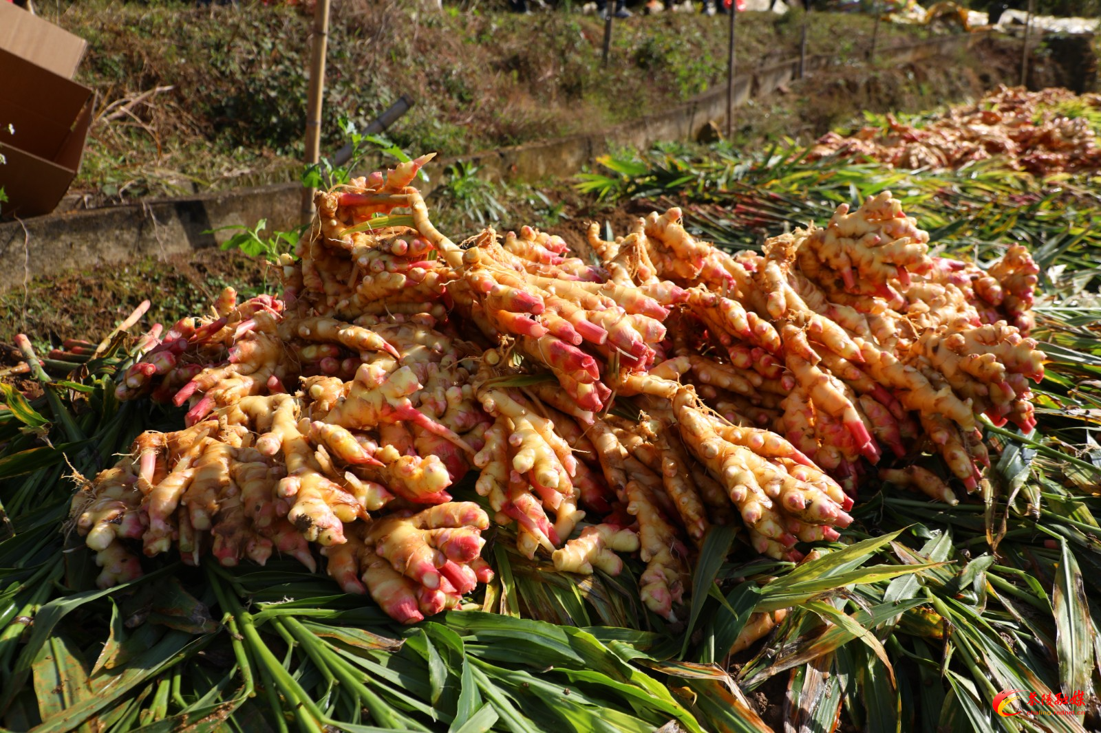 秩堂镇锡田村：生姜采挖忙 “黄金”好“姜”来