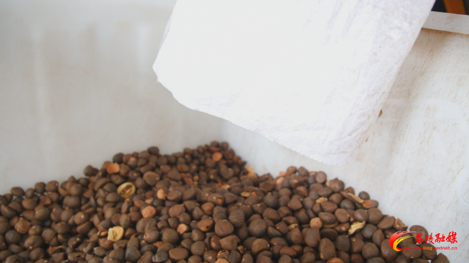 24小时脱壳10吨油茶果 省时省力又省心