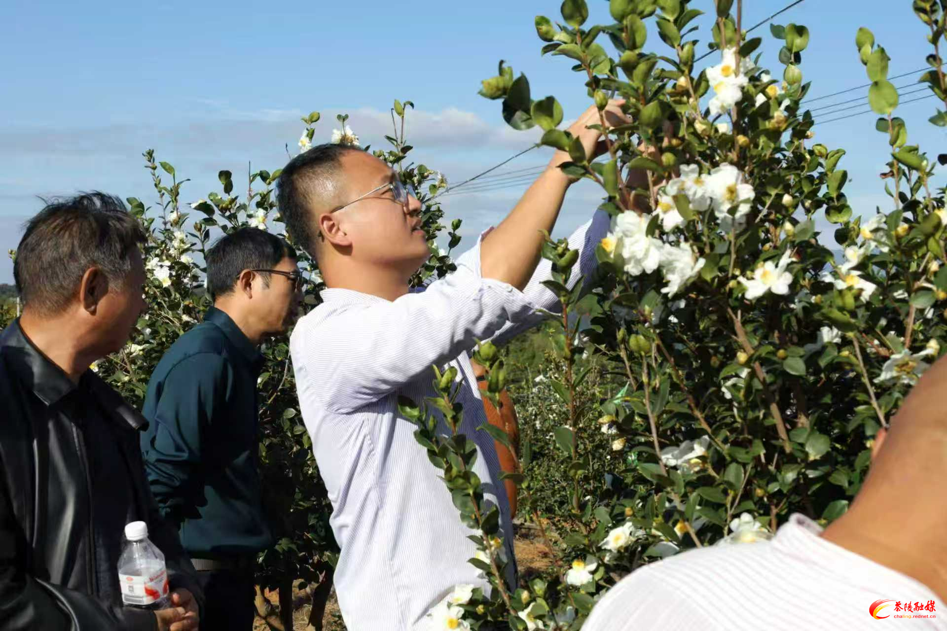 专家下沉“把脉” 护航油茶产业健康发展