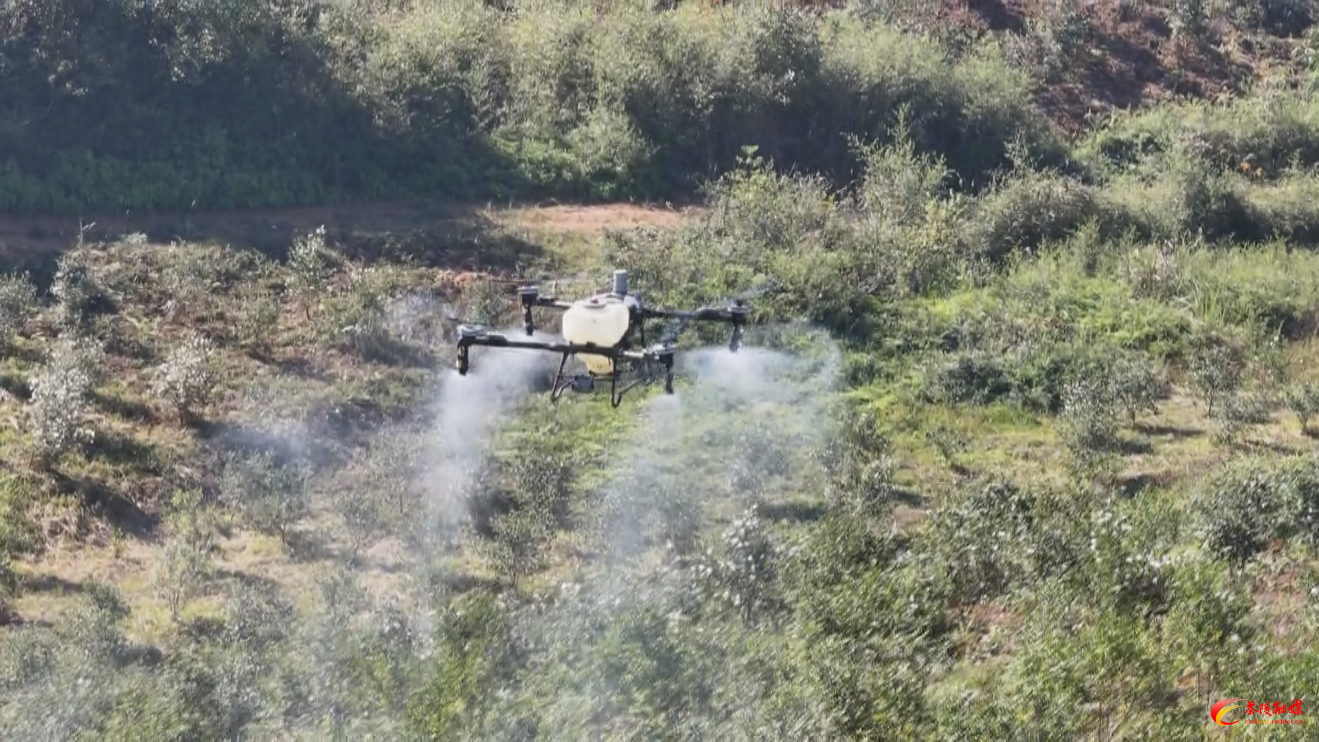 严塘镇：无人机高效“飞防” 助力油茶冬季管护