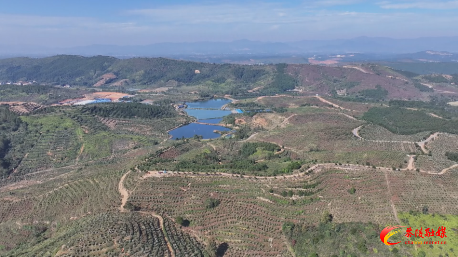 严塘镇：无人机高效“飞防” 助力油茶冬季管护